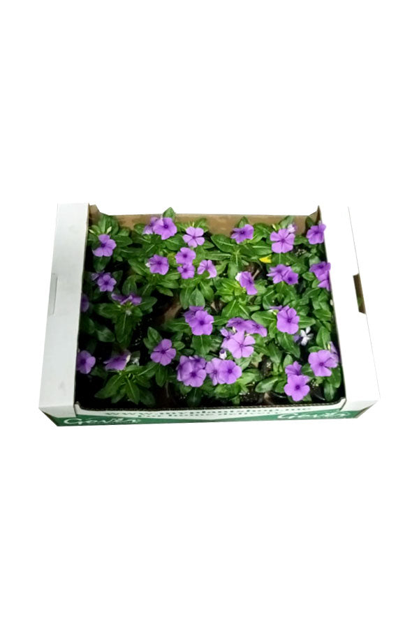 Periwinkle ( Vinca ) - Catharanthus Roseus