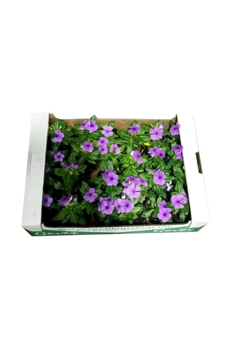 Periwinkle ( Vinca ) - Catharanthus Roseus