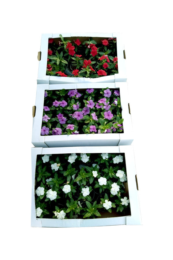 Periwinkle ( Vinca ) - Catharanthus Roseus
