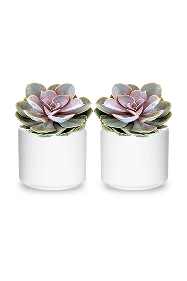 Buy One Get One- Violet Echeveria Cactus - Succulents Plants