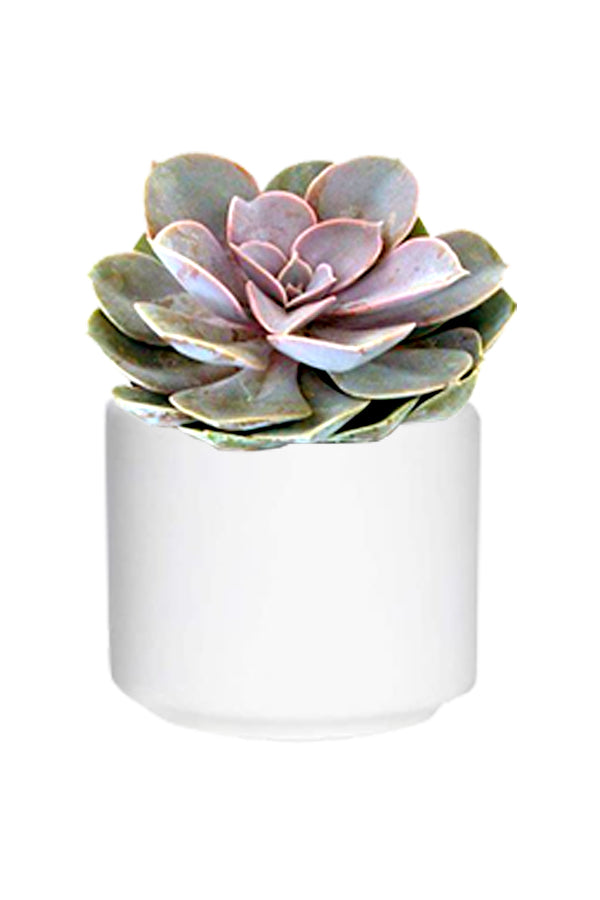 Violet Echeveria Succulent Plant with purple-hued leaves in a rosette shape, perfect for indoor gardens