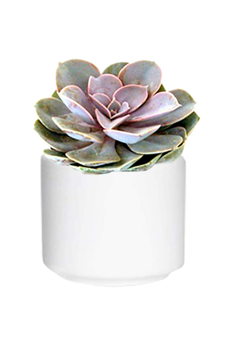 Violet Echeveria Succulent Plant with purple-hued leaves in a rosette shape, perfect for indoor gardens