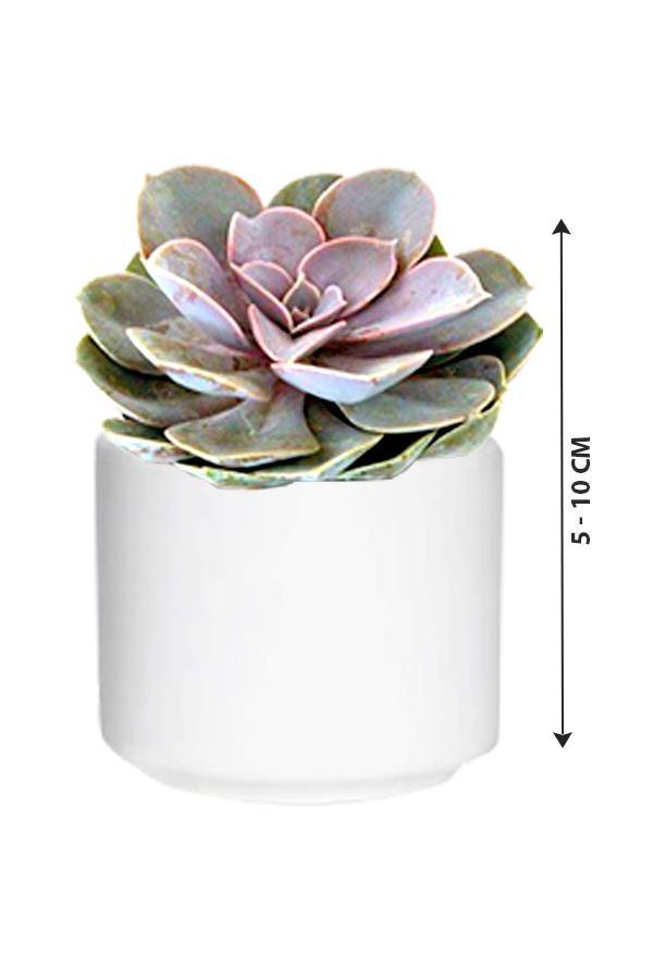 Violet Echeveria-Cactus & Succulents - Plantsworld.ae - {{ varient.name }}