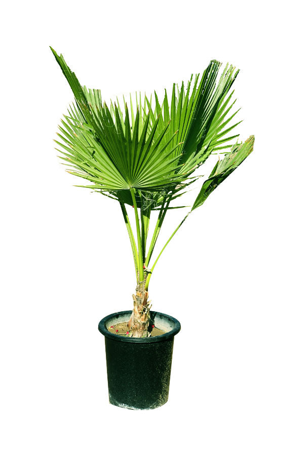 Washingtonia Robusta - Mexican Fan Palm