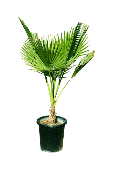 Washingtonia Robusta - Mexican Fan Palm