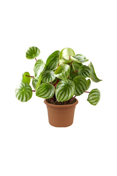Watermelon Peperomia - Peperomia Argyreia