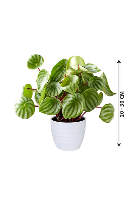 Watermelon Peperomia - Peperomia Argyreia