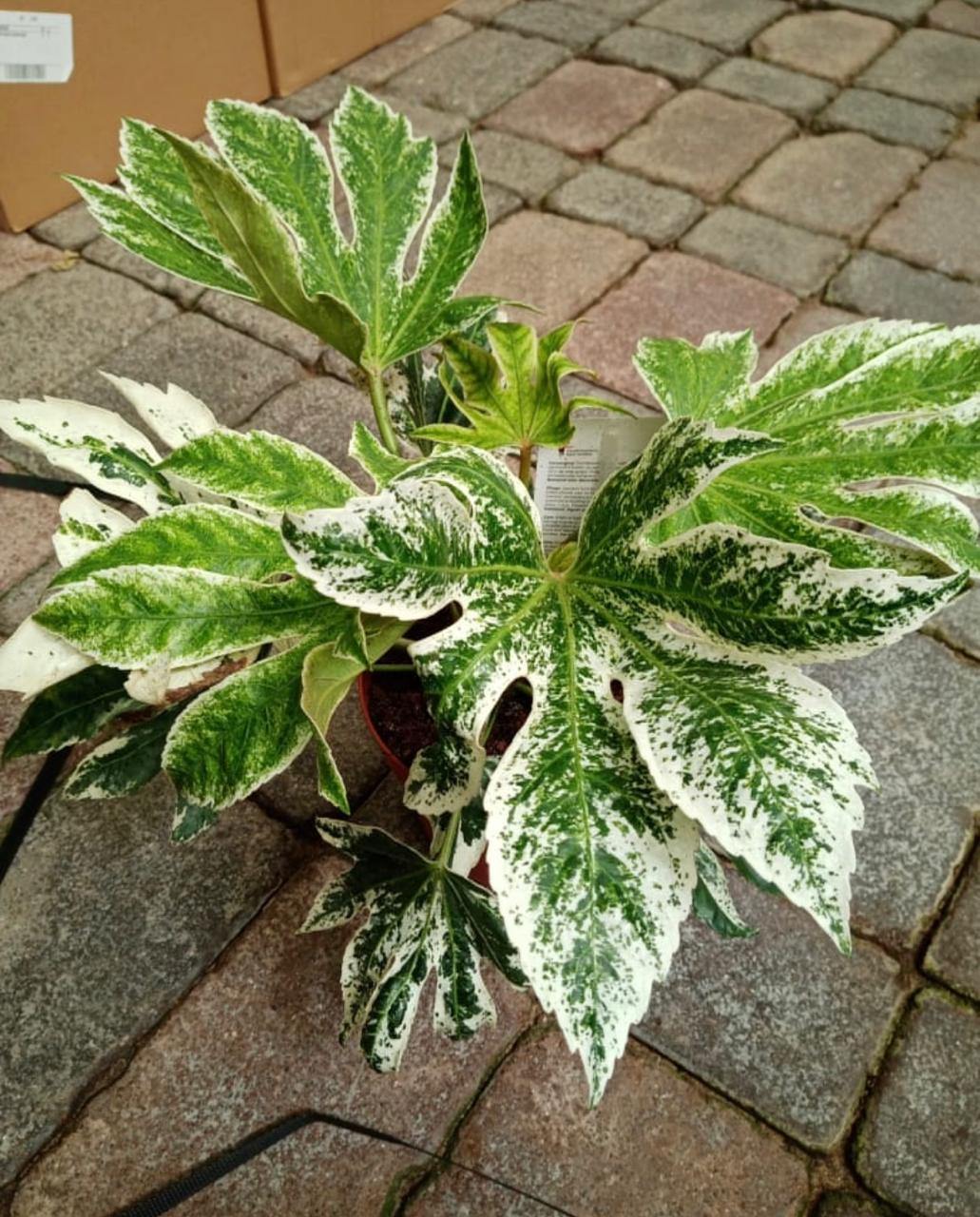 Fatsia - Fatsia - Plantsworld.ae