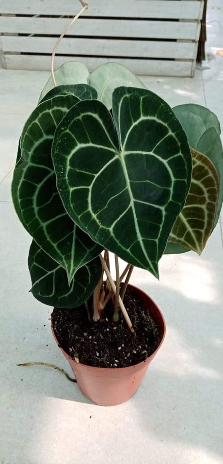 Anthurium Clarinervium - Anthurium Clarinervium - Plantsworld.ae