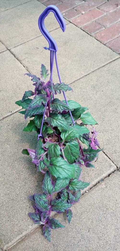 Gynura - Purple Hanging - Gynura - Purple Hanging - Plantsworld.ae