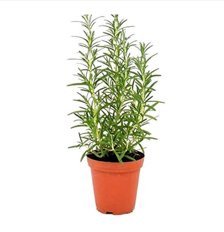 Rosemary-Salvia Rosmarinus - Rosemary-Salvia Rosmarinus - Plantsworld.ae