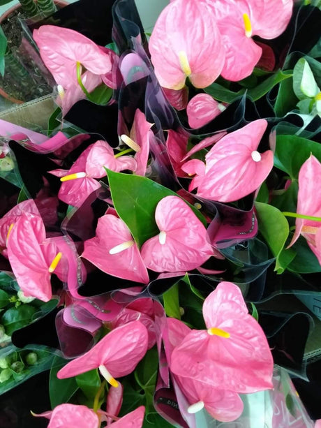 Anthurium -Indoor Flower Plant - Anthurium -Indoor Flower Plant - Plantsworld.ae