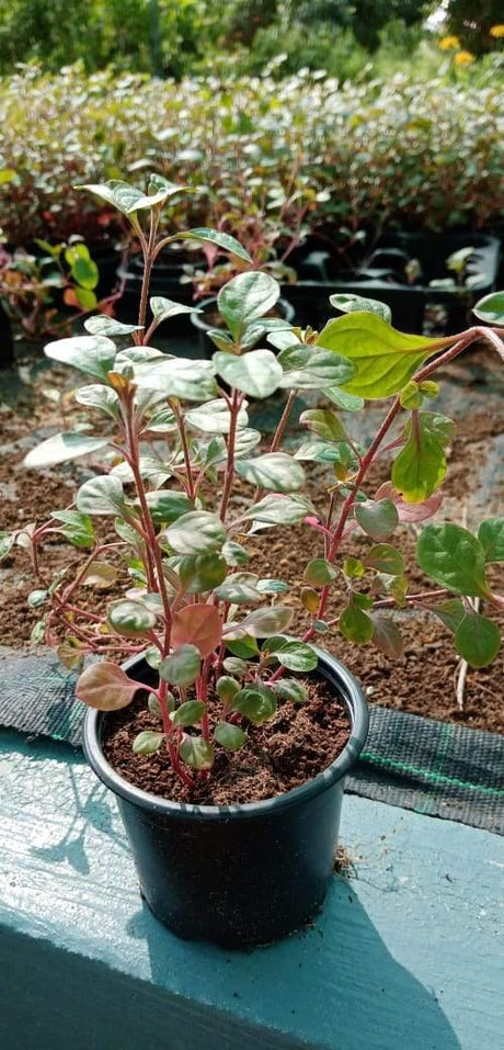 Alternanthera-Alternanthera Reineckii - Plantsworld.ae - {{ varient.name }}