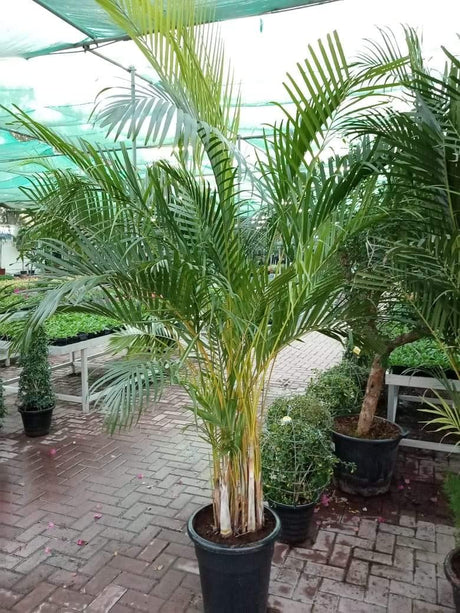 Areca Outdoor - Areca Outdoor - Plantsworld.ae