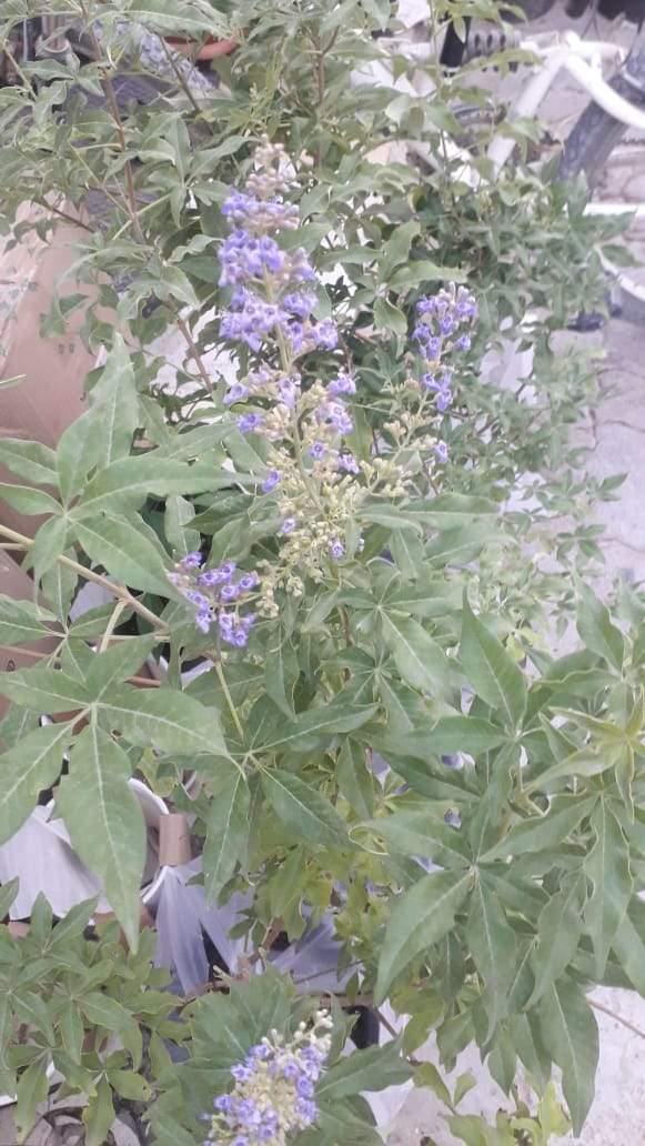 Chaste Tree-Vitex Agnus-Castus - Chaste Tree-Vitex Agnus-Castus - Plantsworld.ae