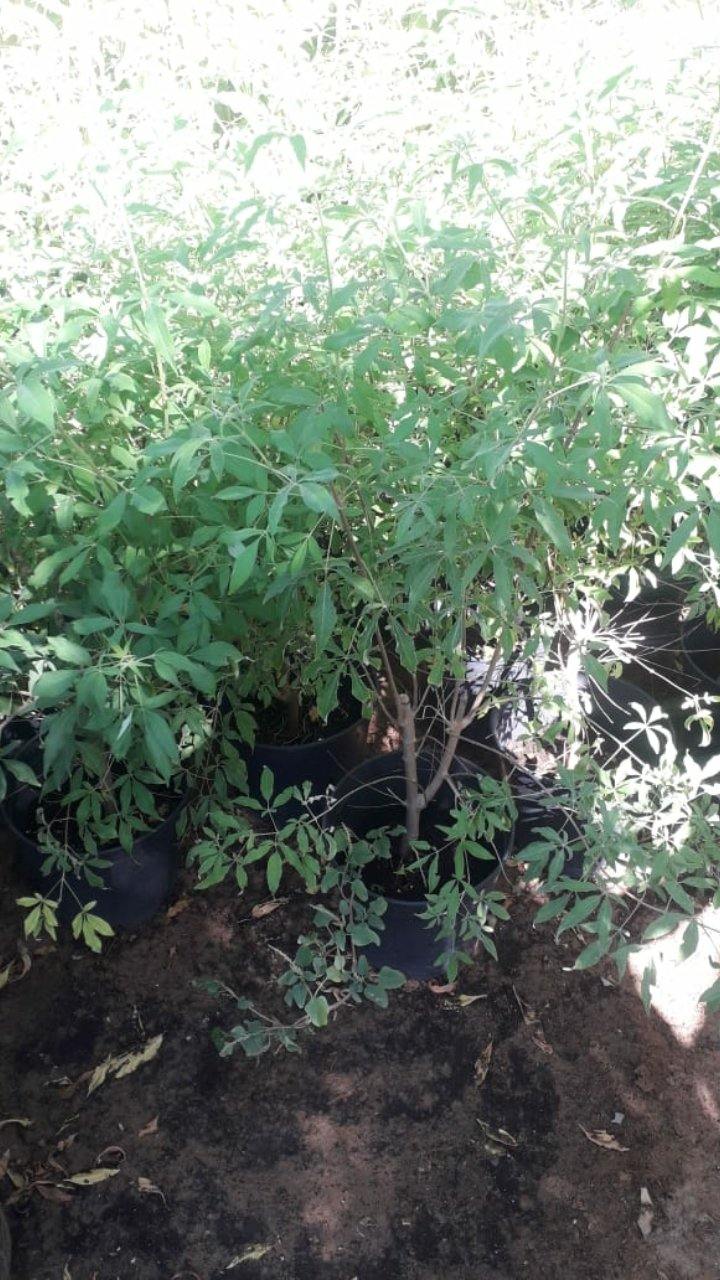 Chaste Tree-Vitex Agnus-Castus - Chaste Tree-Vitex Agnus-Castus - Plantsworld.ae