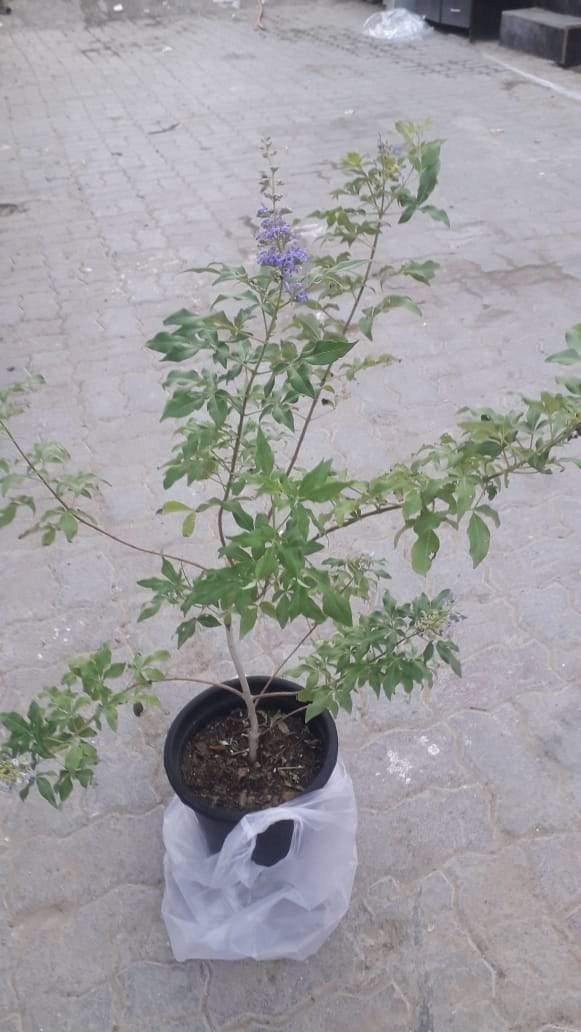 Chaste Tree-Vitex Agnus-Castus - Chaste Tree-Vitex Agnus-Castus - Plantsworld.ae