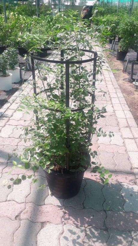 Jasmine Nitidum- "Star Jasmine" - Jasmine Nitidum- "Star Jasmine" - Plantsworld.ae