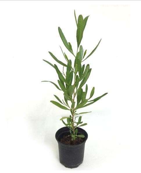 Purple Hop-Bush-Dodonaea Viscosa - Purple Hop-Bush-Dodonaea Viscosa - Plantsworld.ae