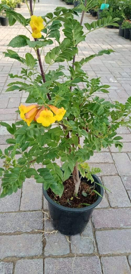 Trumpet Bush - Tecoma Smithii - Trumpet Bush - Tecoma Smithii - Plantsworld.ae