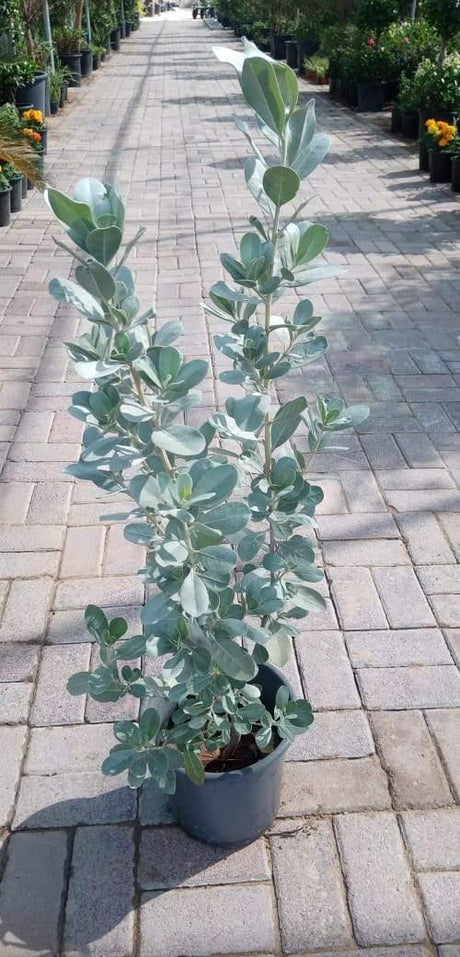 Silver Damas - Silver Damas - Plantsworld.ae