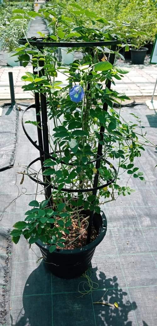 Clitoria Ternatea "Clitoria" Asian Pigeon Wings - Clitoria Ternatea "Clitoria" Asian Pigeon Wings - Plantsworld.ae