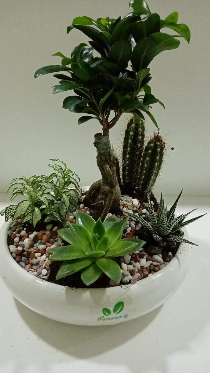 Creative Decorative Plant Set - Creative Decorative Plant Set - Plantsworld.ae