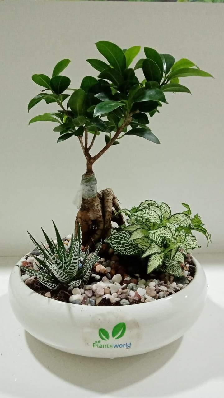 Creative Decorative Plant Set - Creative Decorative Plant Set - Plantsworld.ae