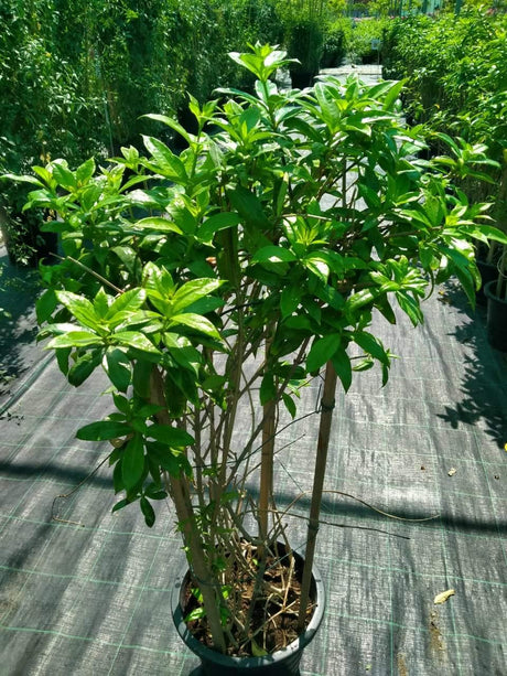 Golden Trumpet-Allamanda Cathartica - Plantsworld.ae - {{ varient.name }}