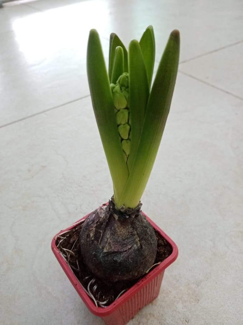 Hyacinth - Hyacinthus Bulb - Oxalis Tetraphylla - Hyacinth - Hyacinthus Bulb - Oxalis Tetraphylla - Plantsworld.ae