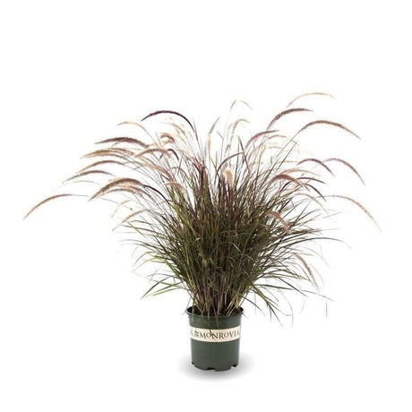 Pennisetum Grass (Red) - Fountain Grasses - Pennisetum Grass (Red) - Fountain Grasses - Plantsworld.ae