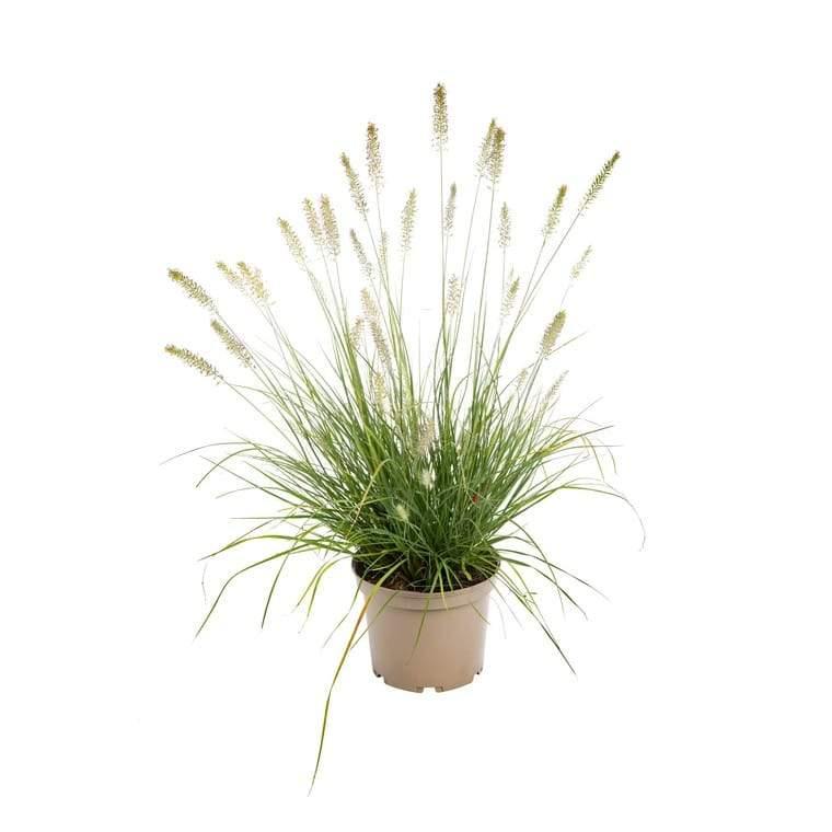 Pennisetum Grass (Green) – Pennisetum Alopecuroides growing in a garden with its vibrant green foliage and fluffy flower spikes.