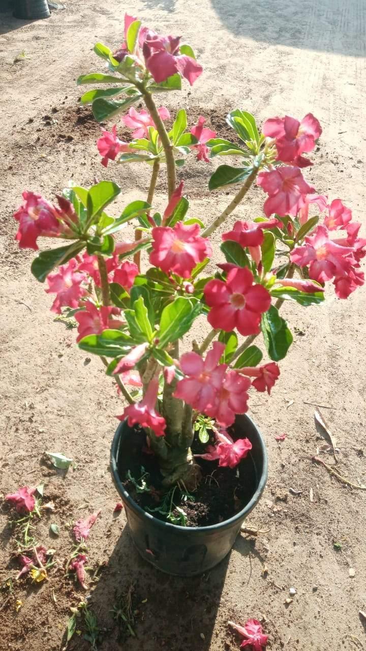 Desert Rose Drafted - Desert Rose Drafted - Plantsworld.ae