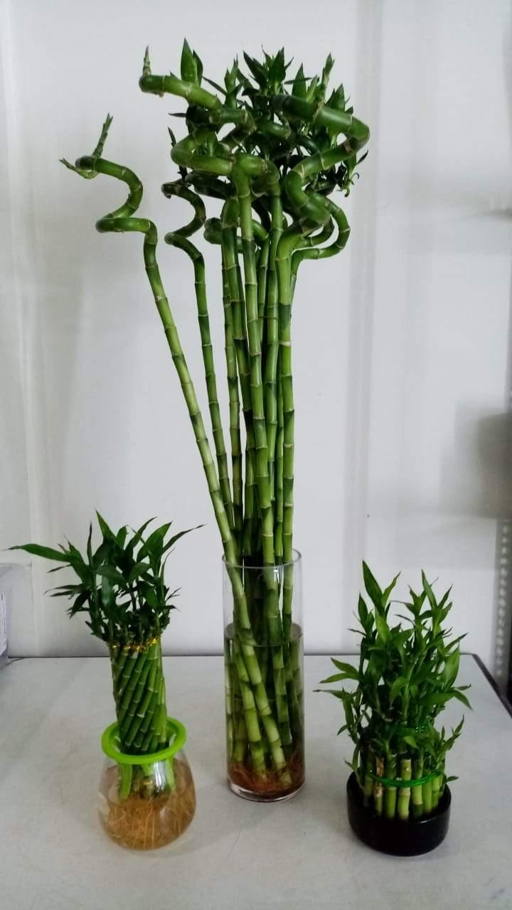 Lucky Bamboo Plant Combo - Lucky Bamboo Plant Combo - Plantsworld.ae