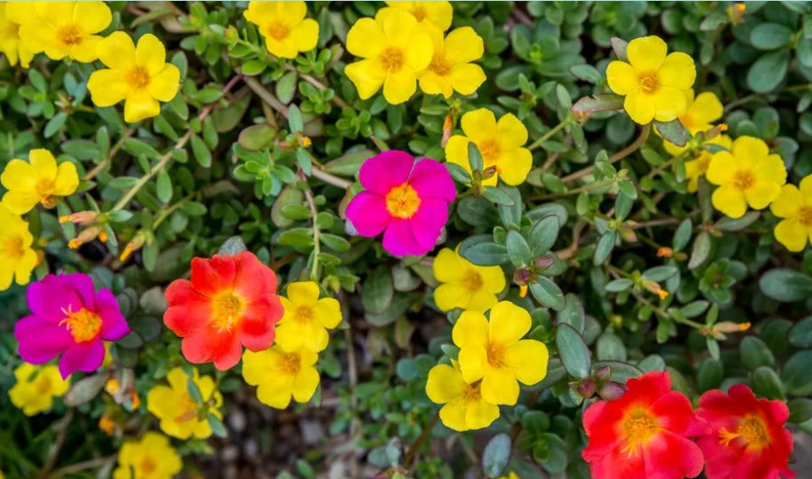 Portulaca Grandiflora outdoor flowering plant with vibrant, multi-colored blooms, perfect for gardens, balconies, and landscapes.