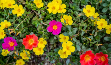 Portulaca Grandiflora outdoor flowering plant with vibrant, multi-colored blooms, perfect for gardens, balconies, and landscapes.