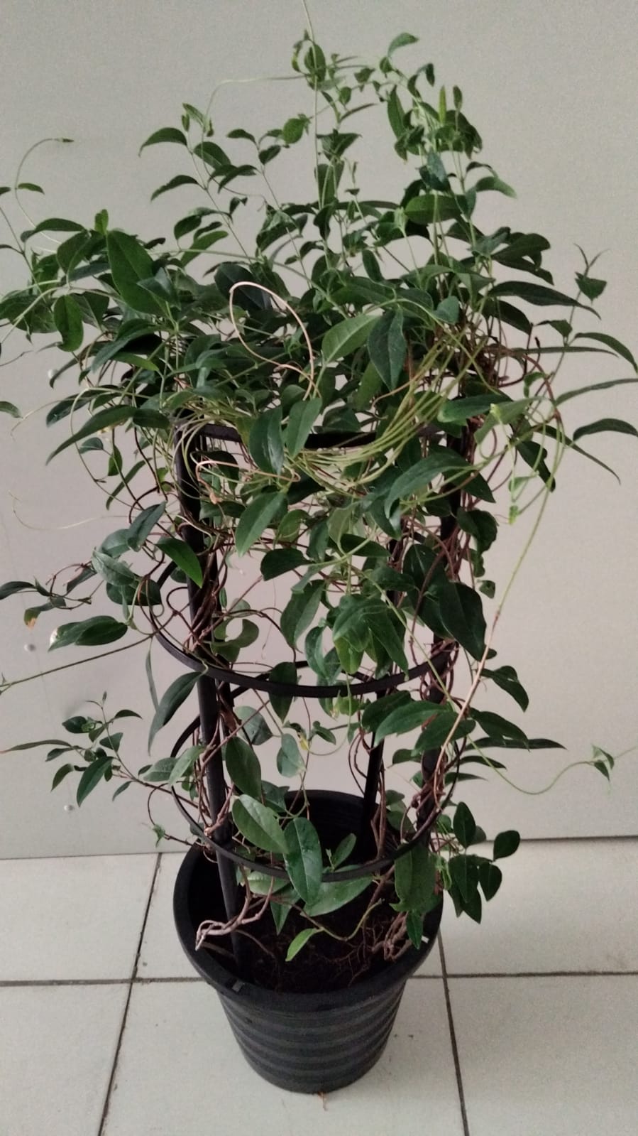 Golden Thryallis - Galphimia Speciosa