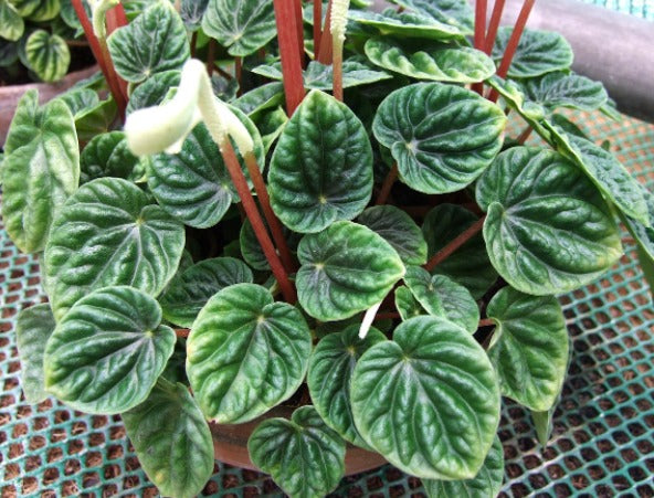 Peperomia Ripple – Compact Indoor Decorative Plant