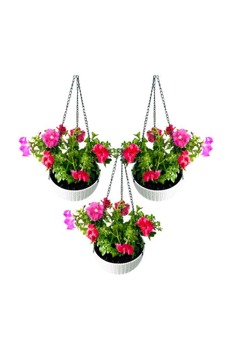 Combo of 3 Hanging Petunia in White Rattan Pot – Elegant Hanging Plants for Indoor and Outdoor Decor
