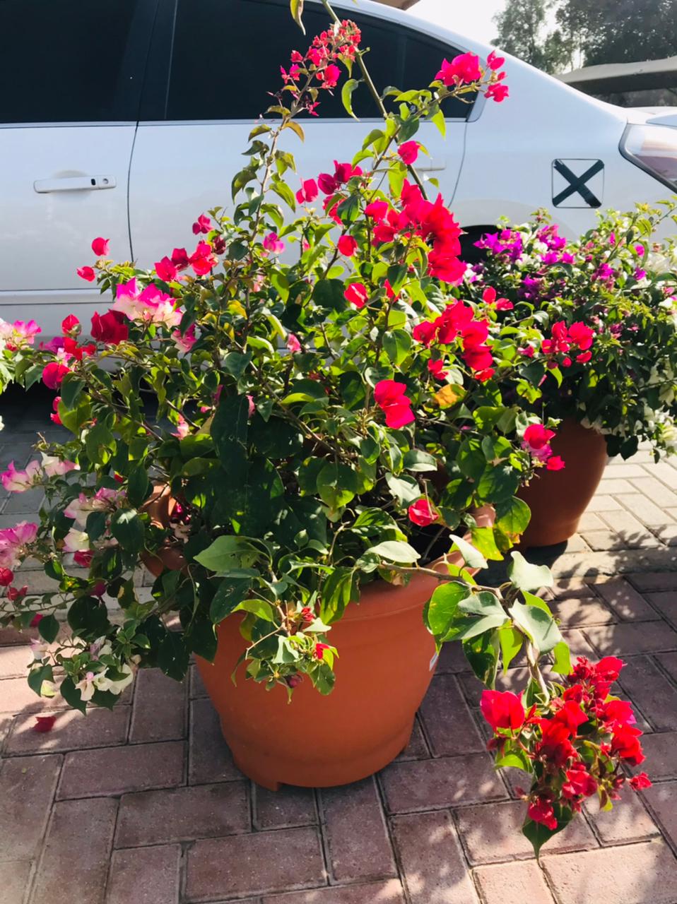 Bougainvillea Bushy - Paper Flower