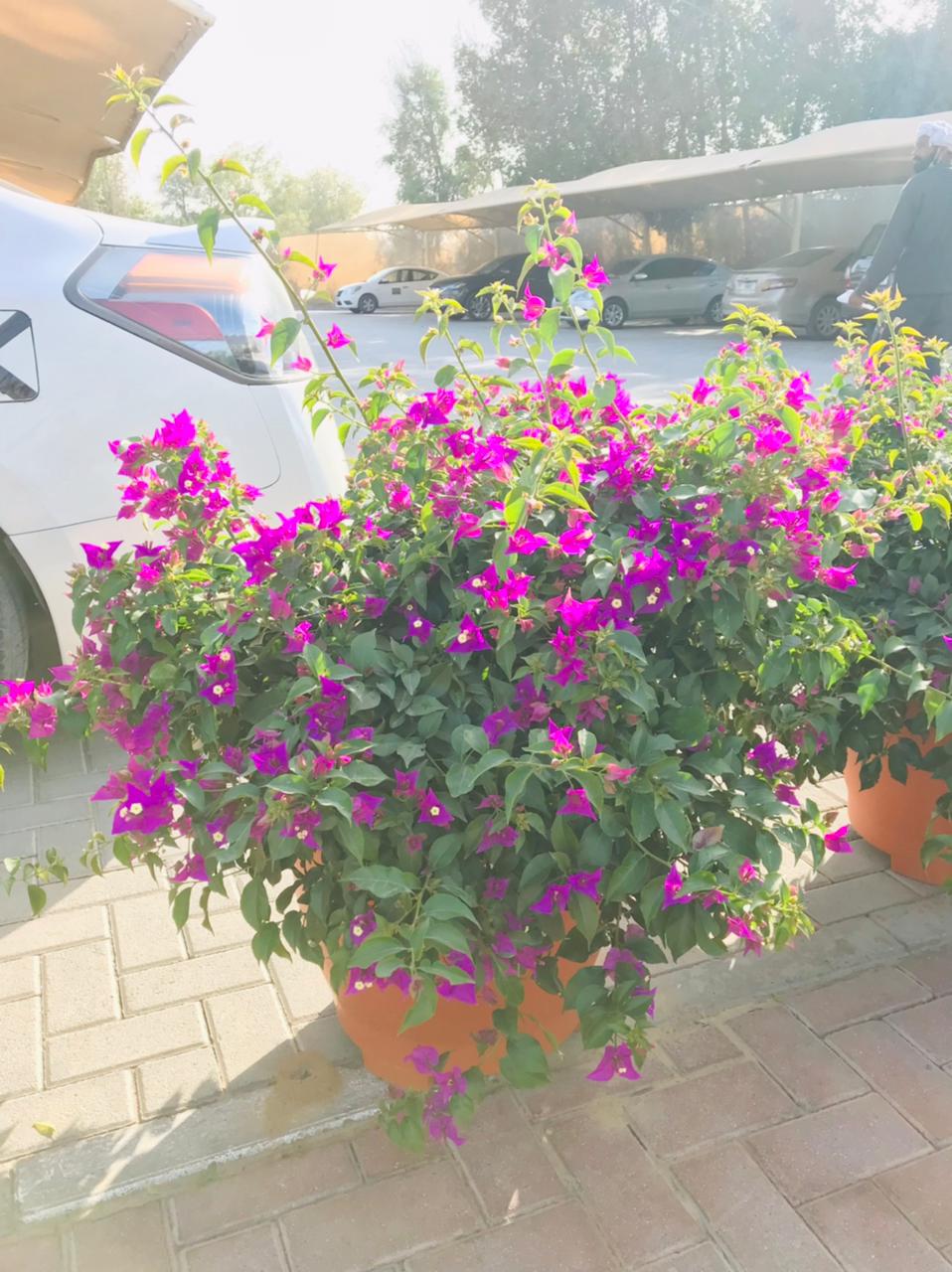 Bougainvillea Bushy - Paper Flower