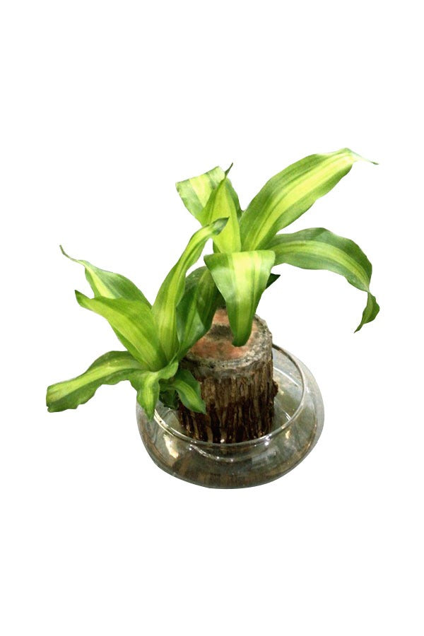 Massangena plant in a clear glass bowl, ideal for adding elegance and greenery to home or office spaces