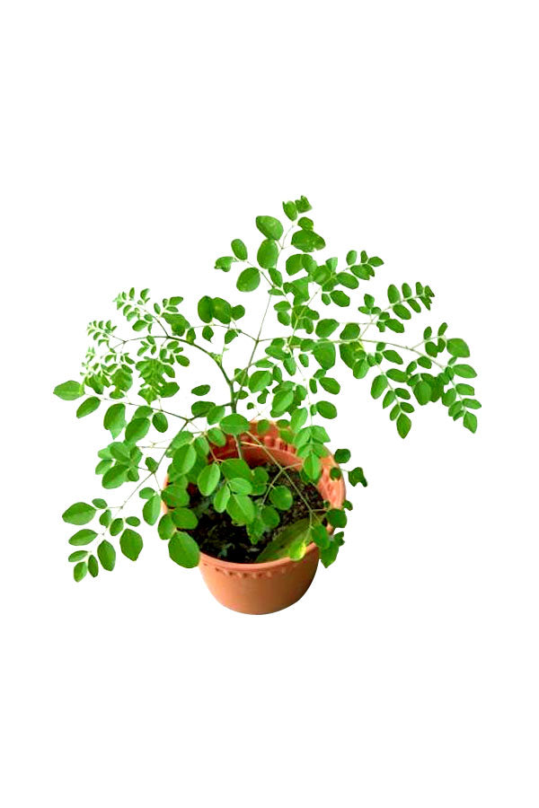 Healthy Moringa Oleifera plant with vibrant green leaves available at Plantsworld.ae in Dubai, UAE