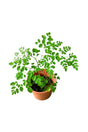 Healthy Moringa Oleifera plant with vibrant green leaves available at Plantsworld.ae in Dubai, UAE