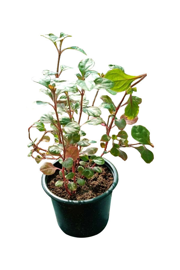 Alternanthera Reineckii plant with rich red and green leaves, ideal for aquariums and home decor