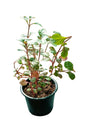 Alternanthera Reineckii plant with rich red and green leaves, ideal for aquariums and home decor