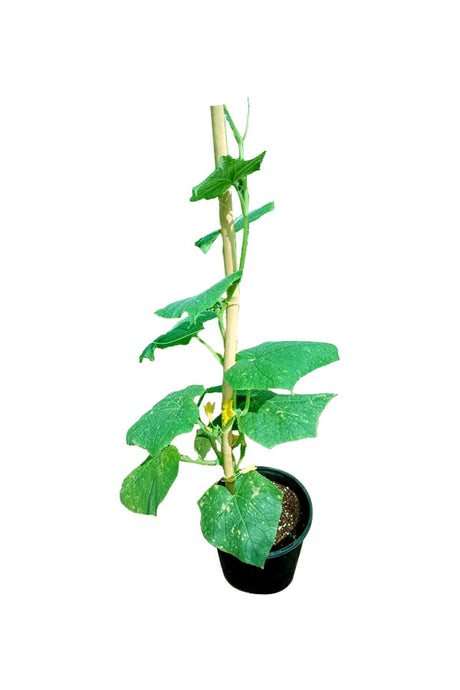 Fresh Cucumber (Cucumis Sativus) plant with vibrant green leaves and developing cucumbers growing in a garden.