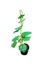Fresh Cucumber (Cucumis Sativus) plant with vibrant green leaves and developing cucumbers growing in a garden.