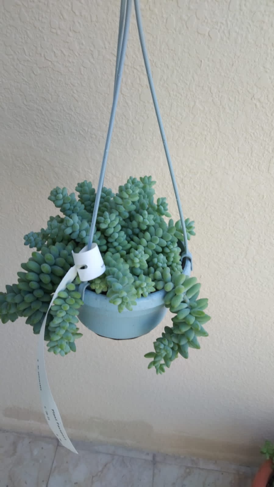Sedum Burrito - Hanging Pot-Burros Tail - Sedum Morganianum
