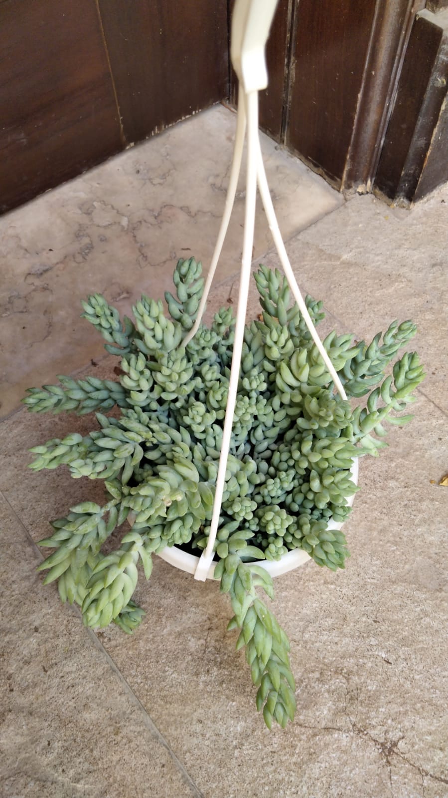 Sedum Burrito - Hanging Pot-Burros Tail - Sedum Morganianum